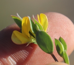 Rafnia diffusa