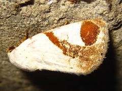 Sphragifera biplagiata