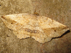 Isturgia vapulata