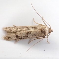 Blastobasis adustella