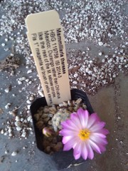 Mammillaria theresae