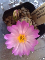 Mammillaria theresae