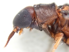 Atractocerus