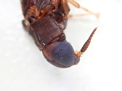 Atractocerus