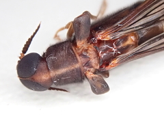 Atractocerus