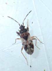 Scolopostethus decoratus