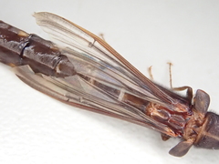 Atractocerus