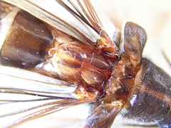 Atractocerus