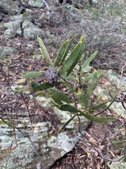 Hakea dactyloides