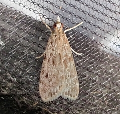 Eudonia truncicolella