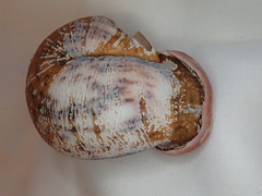 Anostoma