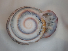 Anostoma