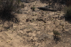 Moraea luteoalba