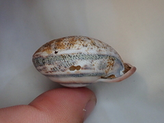 Anostoma