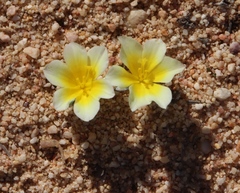 Moraea luteoalba