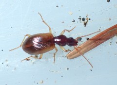 Oxypselaphus obscurus