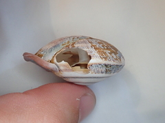 Anostoma