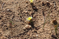 Moraea luteoalba