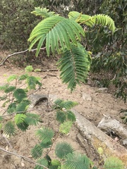 Paraserianthes
