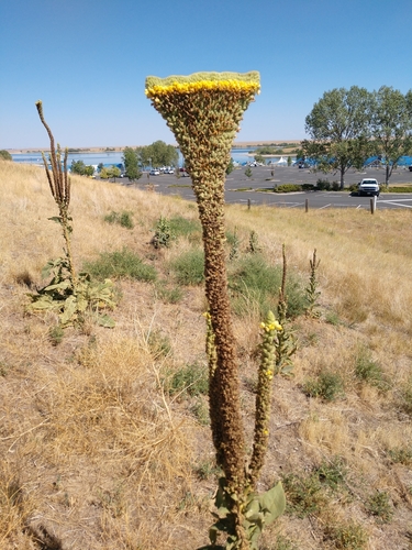 great mullein (Verbascum thapsus)