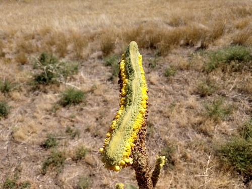 Verbascum thapsus