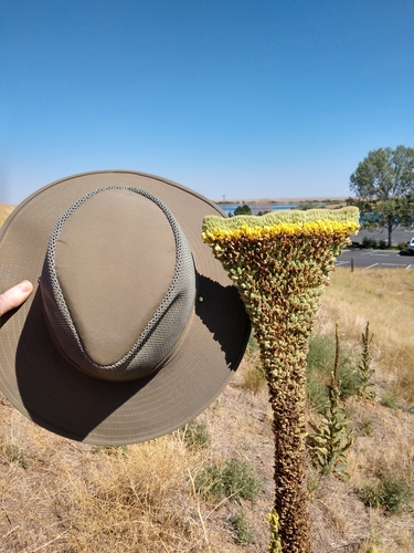 Verbascum thapsus