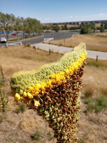 Verbascum thapsus