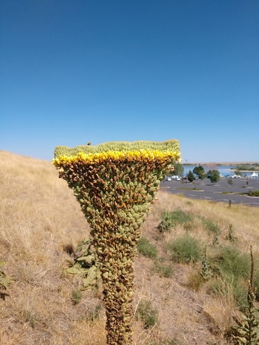 Verbascum thapsus