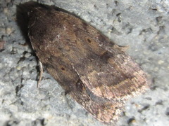Athetis gluteosa
