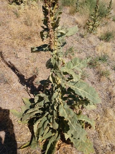Verbascum thapsus