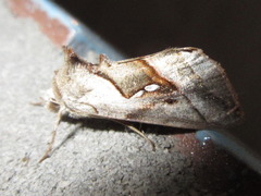 Macdunnoughia purissima
