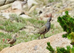 Mountain Quail photo 2