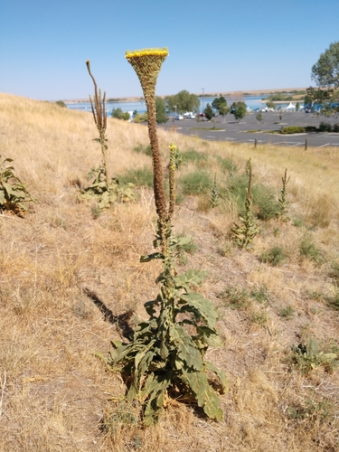 Verbascum thapsus
