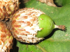 Quercus dentata