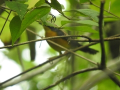 Basileuterus lachrymosus