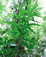 Costus stenophyllus