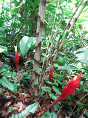 Costus stenophyllus
