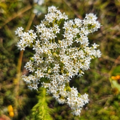 Stevia serrata