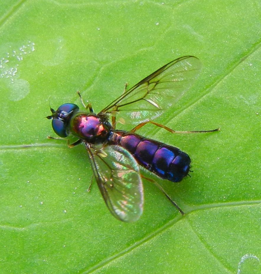 Yellow-legged Centurion Fly