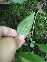 Aulagromyza orbitalis