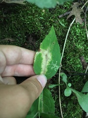 Aulagromyza orbitalis