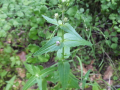 Collinsia multicolor