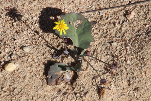 Image of Othonna petiolaris by (c) Tony Rebelo, some rights reserved (CC BY-SA)