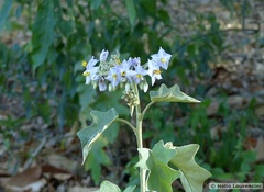 Solanum paniculatum