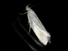 Zacorus carus