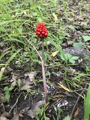 Arisaema triphyllum