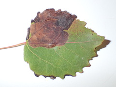 Heterarthrus ochropoda