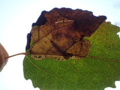 Heterarthrus ochropoda