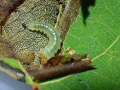 Heterarthrus ochropoda