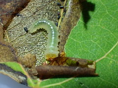 Heterarthrus ochropoda